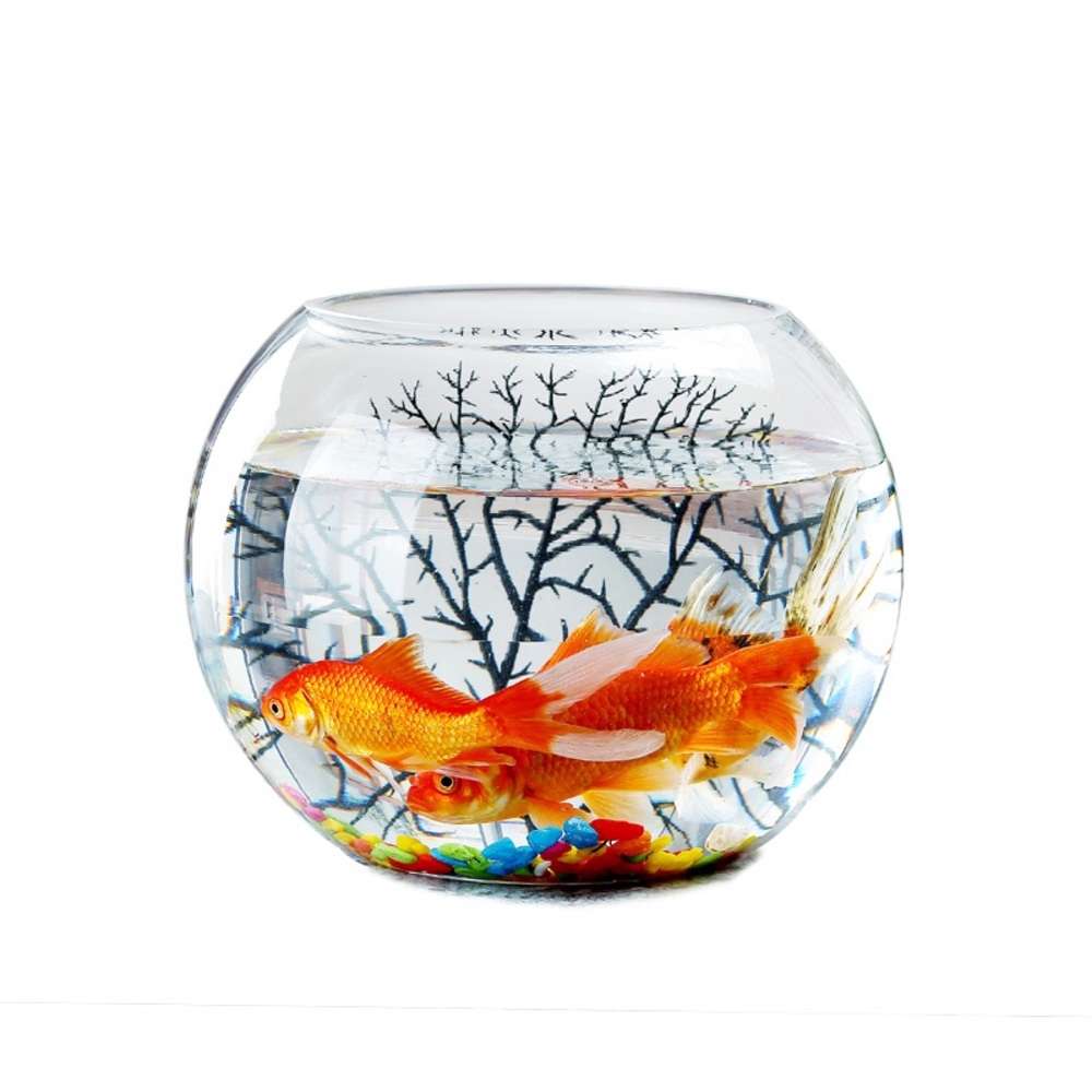 ¡Coming Soon! ¡Glass Fish Bowl !